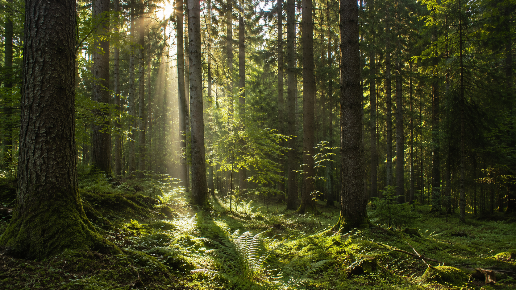 Waldhonig – Bild 2